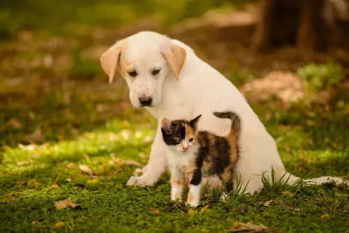 Pawesome